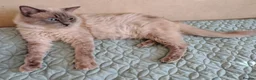 Mixed Breed cats for sale: Blue eyed ragdoll mix kittens - Advert 8