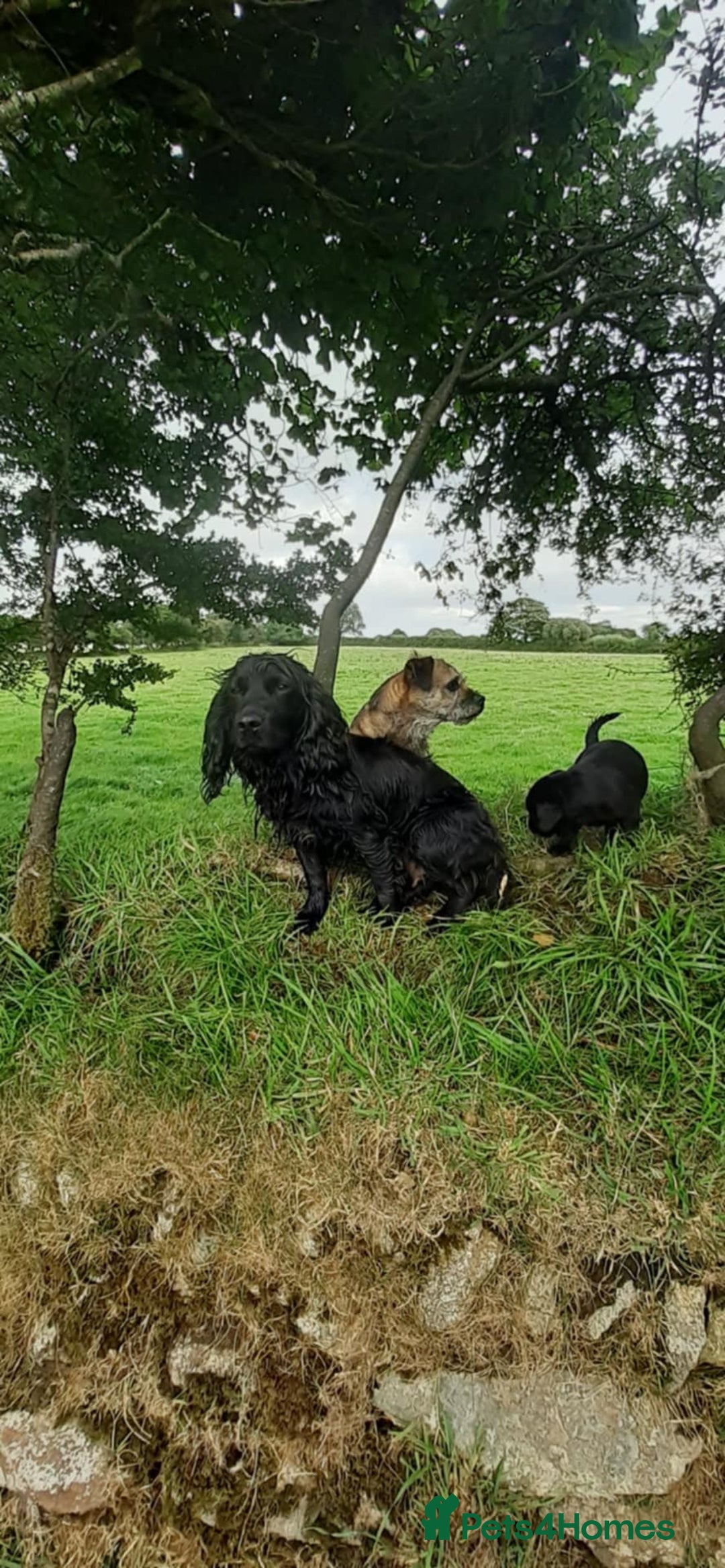 Mixed Breed dogs for sale: Cocker spaniel X Border terrier puppies - Image 4