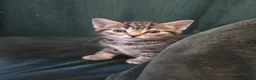 Mixed Breed cats for sale: Tabby boy - Advert 2
