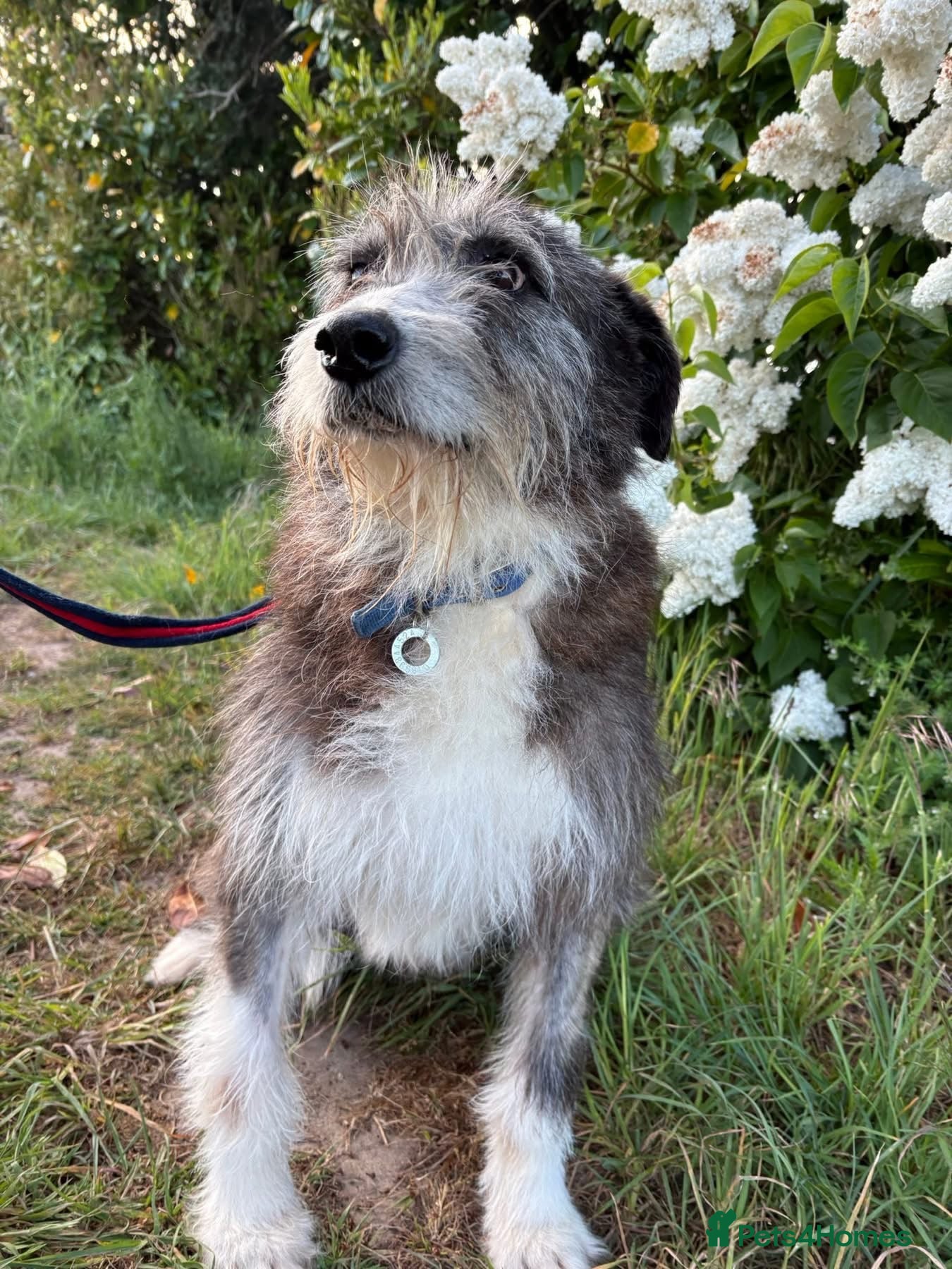 Mixed Breed dogs Duncan - Norwich Norfolk  - Advert 1