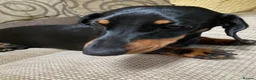 Miniature Dachshund dogs for stud: Miniature dachshund stud 18 champions in pedigree - Advert 15