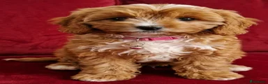Cavapoo 2