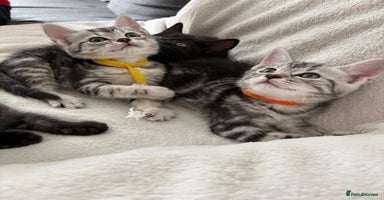 Mixed Breed cats - Advert 9