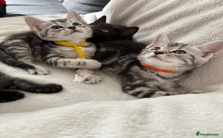 Mixed Breed cats - Advert 6