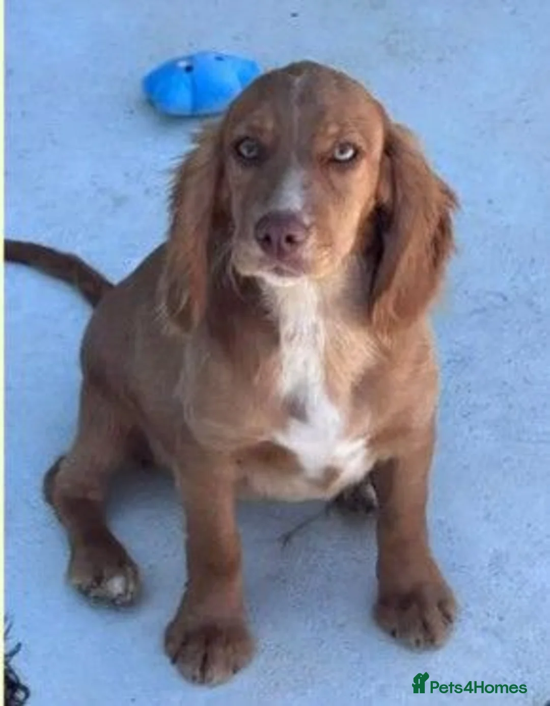 Cocker Spaniel dogs for sale: KC Registered Female cocker spaniel puppy  - Advert 2