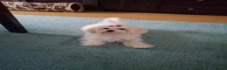 Maltese dogs for sale: 5 beautiful Maltese puppies  - Advert 2