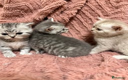 Persian cats for sale: 6 Beautiful Persians.  - Image 11