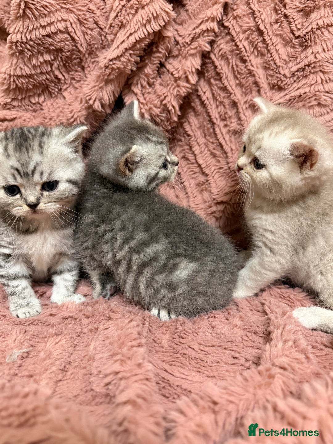 Persian cats for sale: 6 Beautiful Persians.  - Image 11