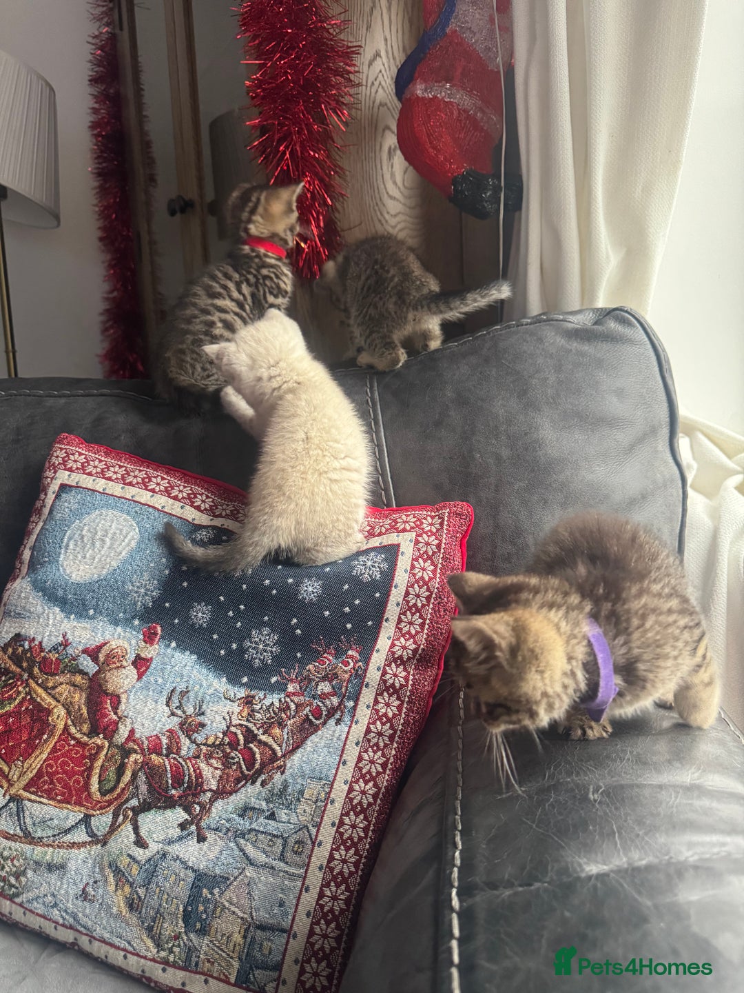 Mixed Breed cats for sale: Kittens needing loving homes  - Advert 5