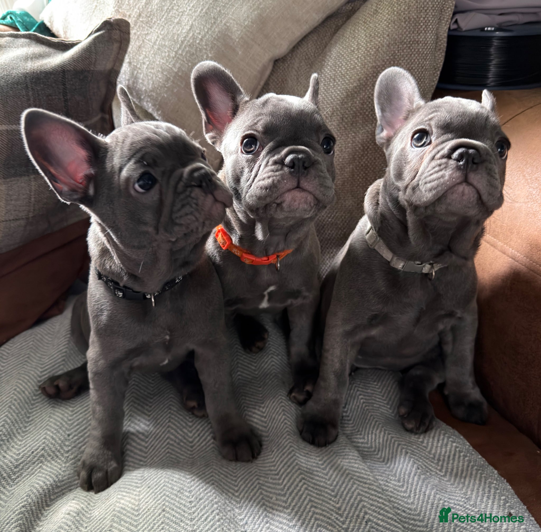French Bulldog dogs Ready now ❤️ Beautiful French Bulldog puppies - Advert 15
