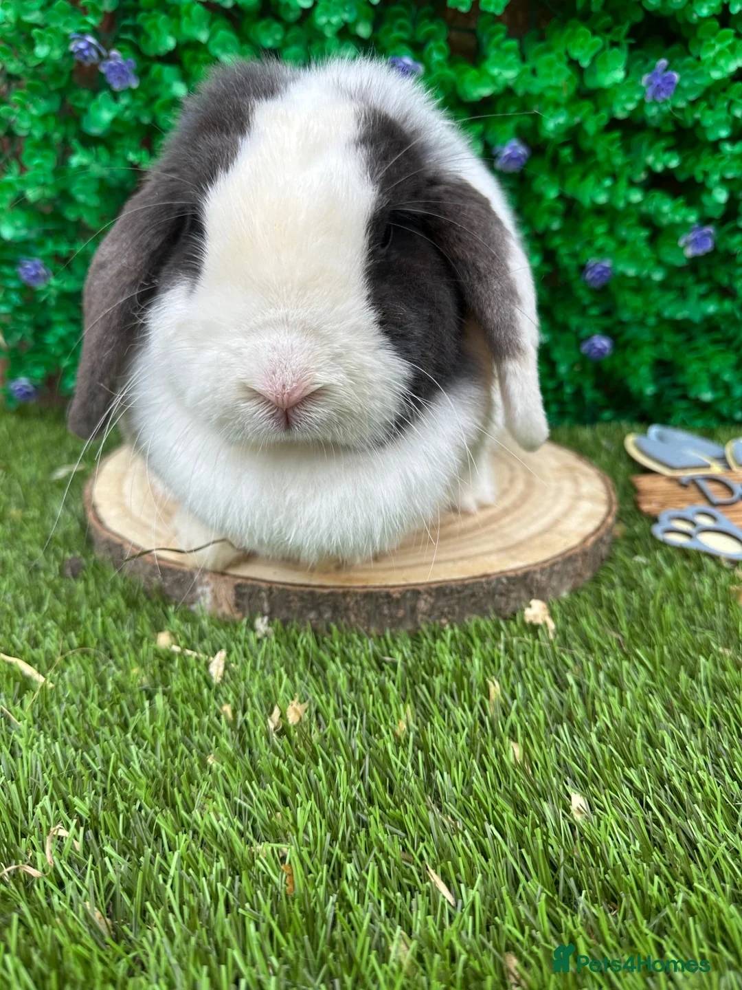 Mini Lop rabbits for sale: Mini Lop Girls Looking for Forever Homes 💛 - Advert 2