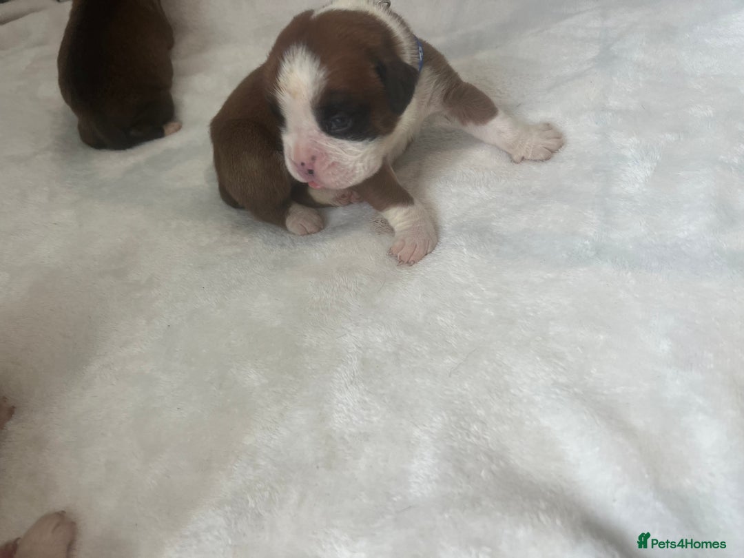 Boxer dogs for sale: Stunning Kc Boxer Puppies - Image 12
