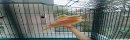 Canaries birds for sale: Yellow mosaic canaries for sale  - Advert 11