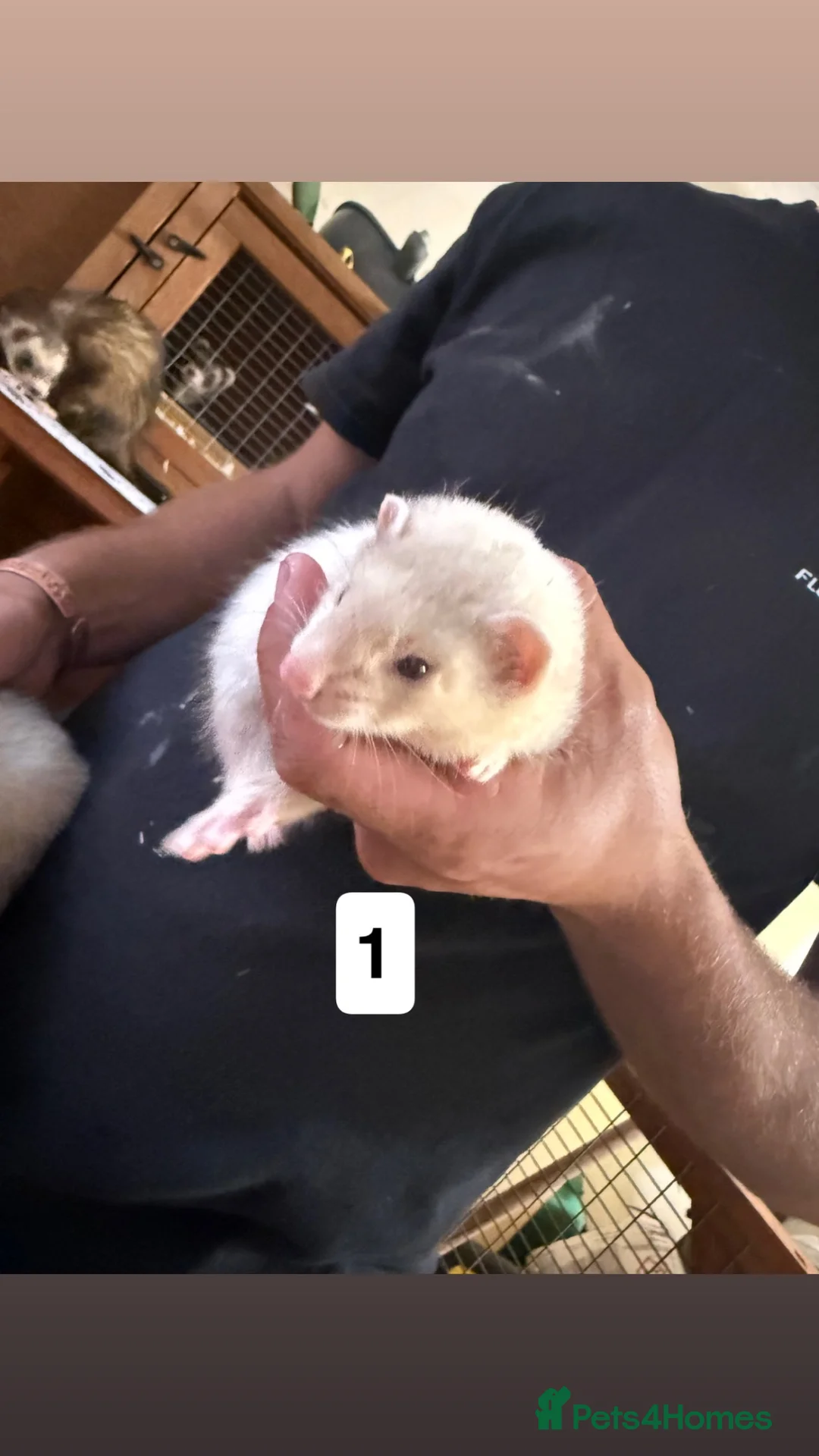 Ferret rodents for sale: ferret kits for sale  in Hereford - Advert 2