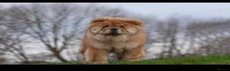 Chow Chow dogs for sale: Male Red Chow Chow - Advert 1