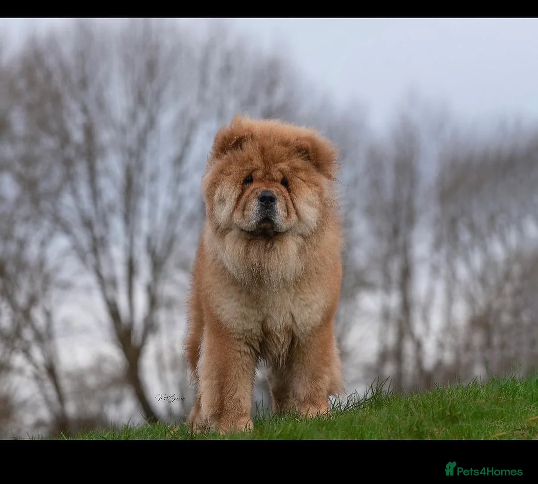 Chow Chow dogs for sale: Male Red Chow Chow - Advert 1