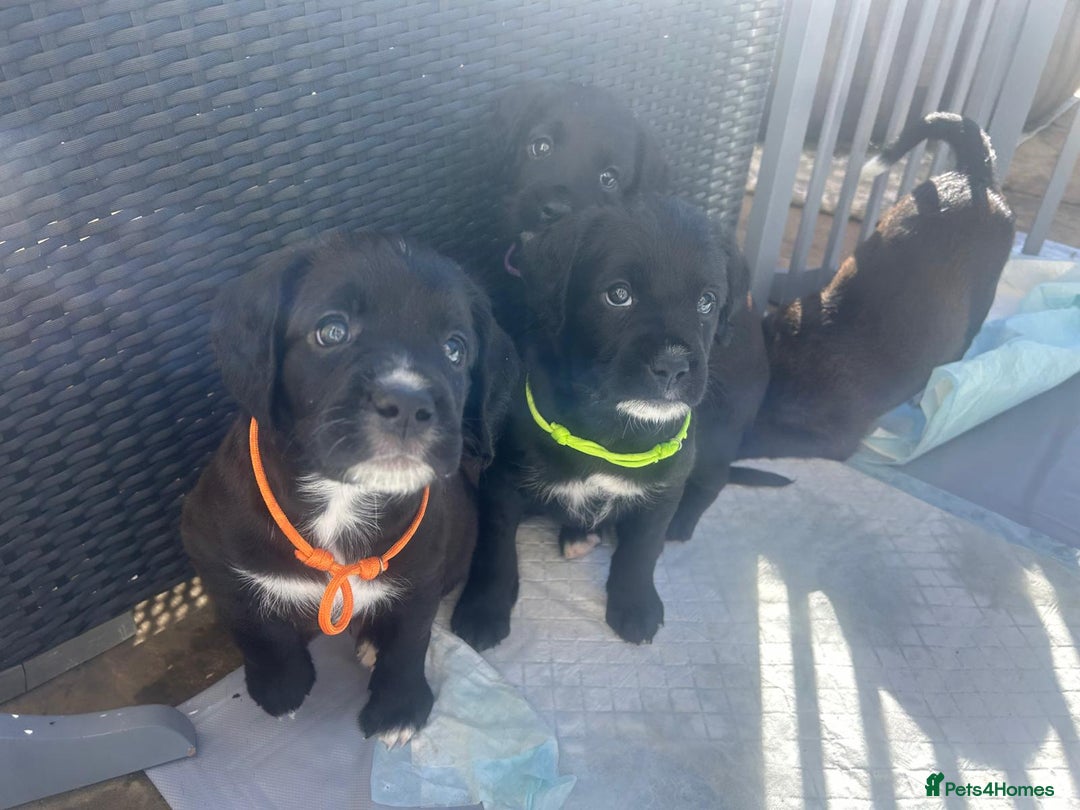Mixed Breed dogs for sale:  Boxer-Doodle - Image 10