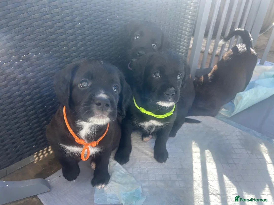 Mixed Breed dogs for sale:  Boxer-Doodle - Advert 10