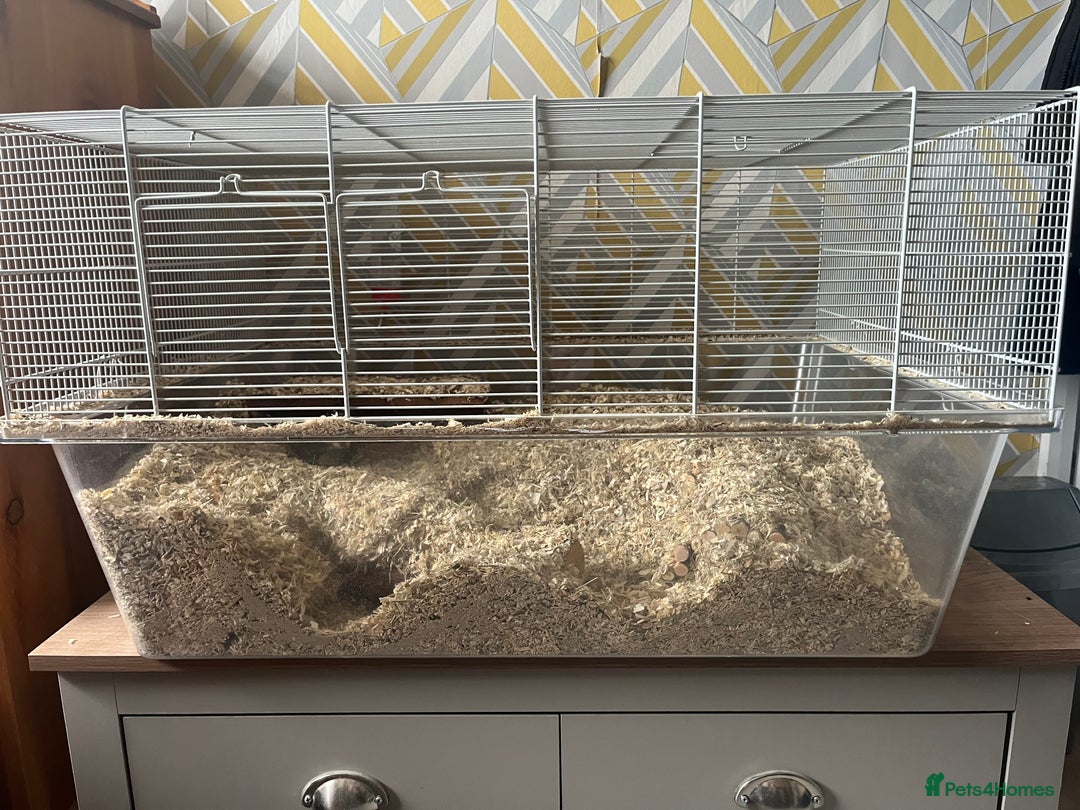 Gerbil rodents for sale: 2x Male Gerbils + setup - Advert 4
