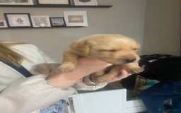 Labrador Retriever dogs for sale: Girl Labrador  - Image 6