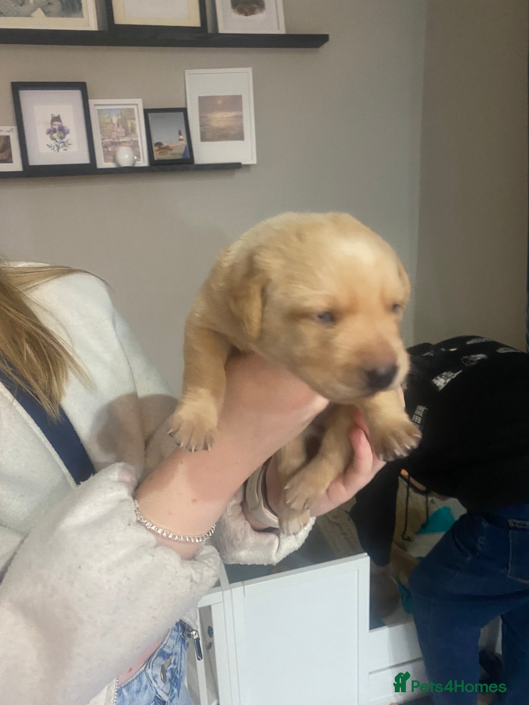 Labrador Retriever dogs for sale: Girl Labrador  - Image 6