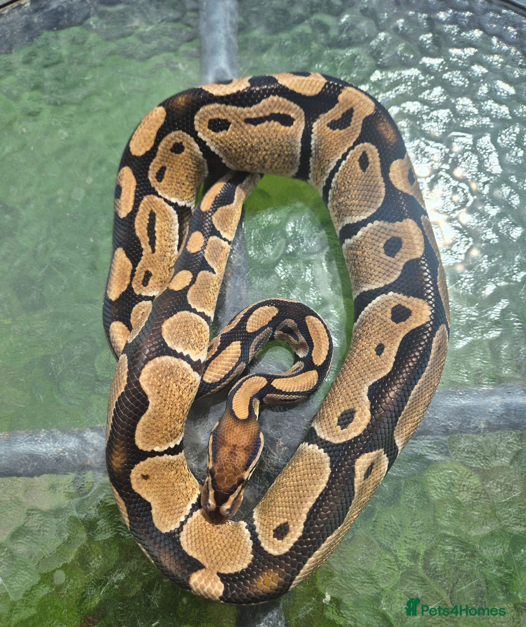 Mixed Breed reptiles Royal python for sale  - Advert 4