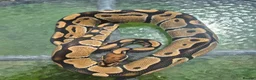 Mixed Breed reptiles for sale: Ball python for sale  weekend sale  - Advert 6