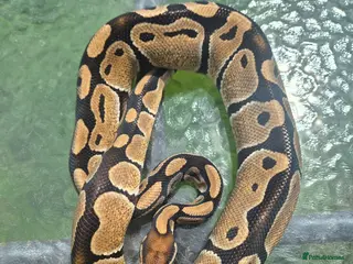 Mixed Breed reptiles Royal python for sale - Advert 4