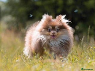 Pomeranian dogs STUD - TINY Russian & Taiwanese CHIAO LI YA in Romford - Advert 8
