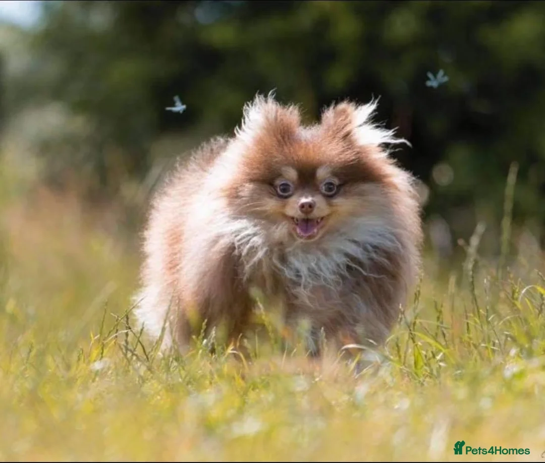 Pomeranian dogs for stud: STUD - TINY Russian & Taiwanese CHIAO LI YA  in Romford - Advert 1