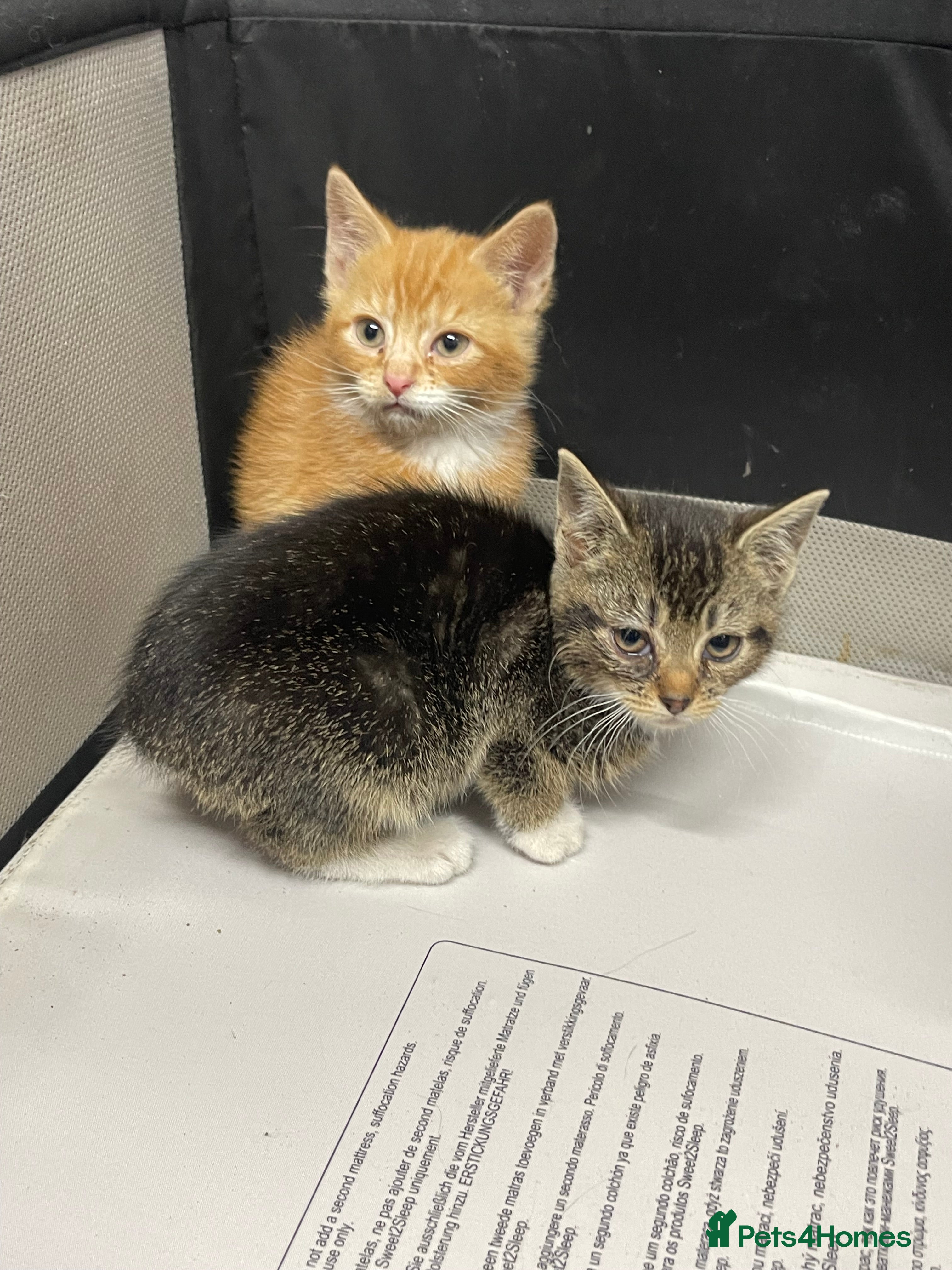 Mixed Breed cats KITTENS FOR SALE - Advert 3