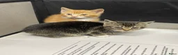 Mixed Breed cats for sale: KITTENS FOR SALE - Advert 1