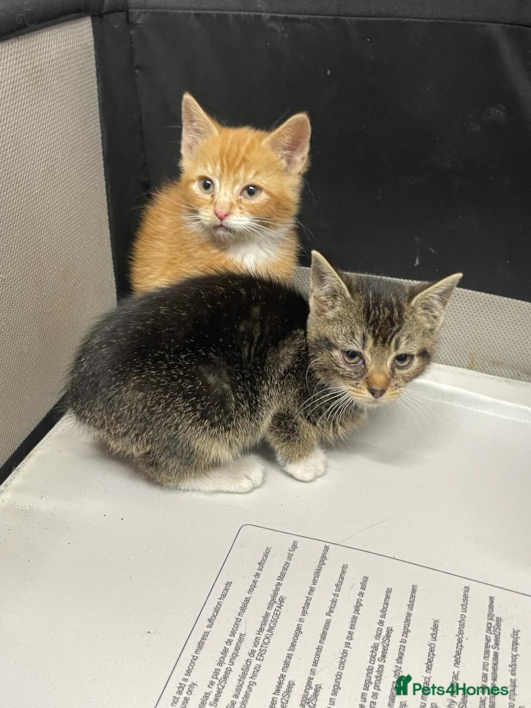 Mixed Breed cats for sale: KITTENS FOR SALE - Advert 1