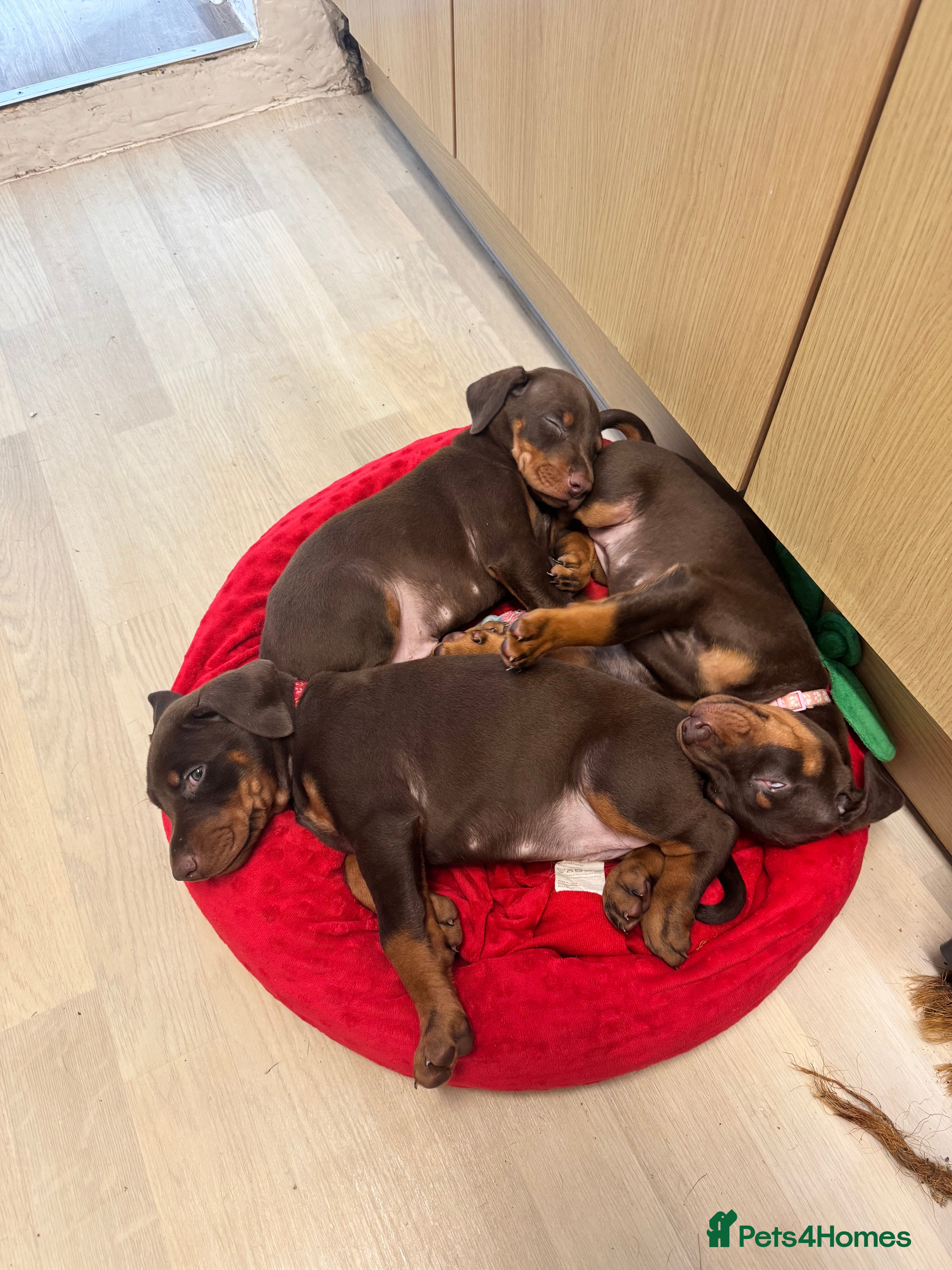 Dobermann dogs KC Registered Doberman puppies READY THIS WEEKEND  - Advert 9