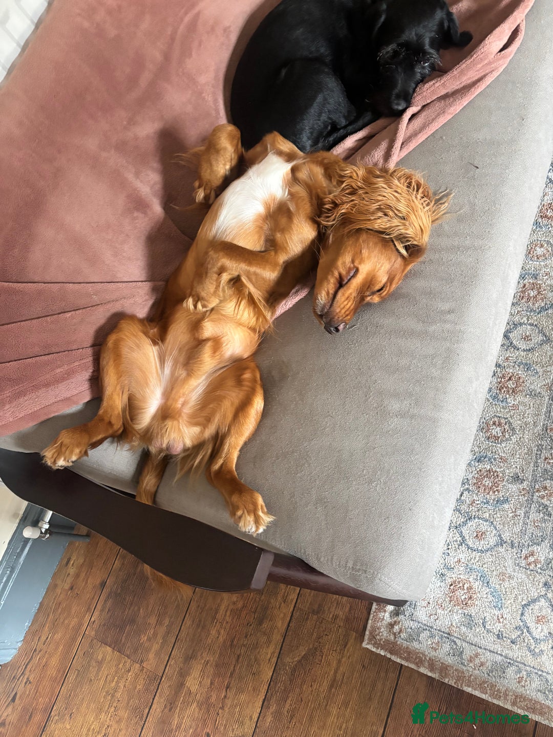 Cocker Spaniel dogs for sale: Gorgeous Fox Red Cocker Spaniel - Image 3