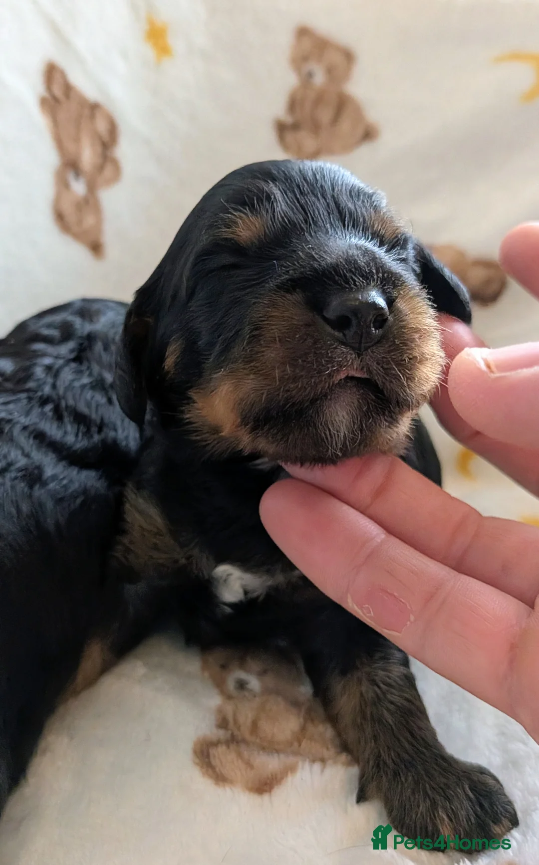 Cavapoo dogs for sale: Cavapoo puppies - Red, Merle, Black & tan - Advert 2
