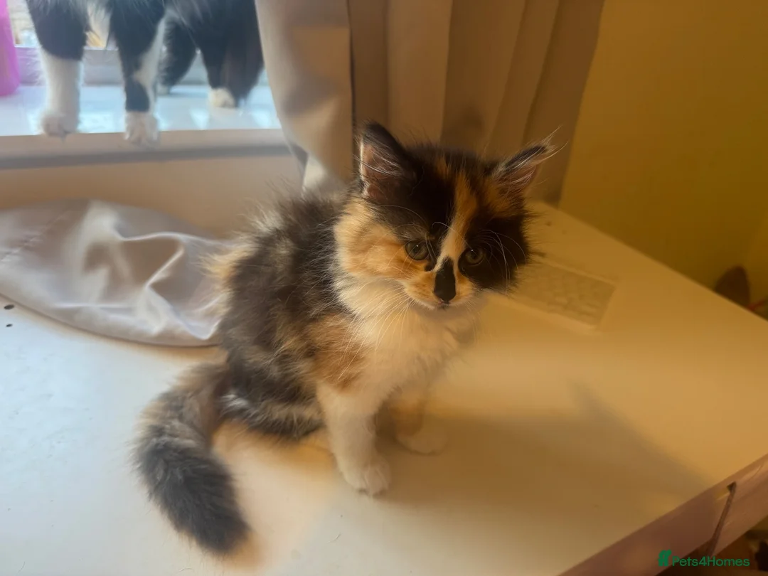 Mixed Breed cats for sale: Female long haired calico kitten in Thornton-Cleveleys - Advert 2