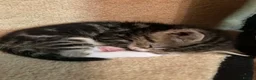 Mixed Breed cats for sale: 3 Litters of Loving and Playful Kittens  - Advert 21