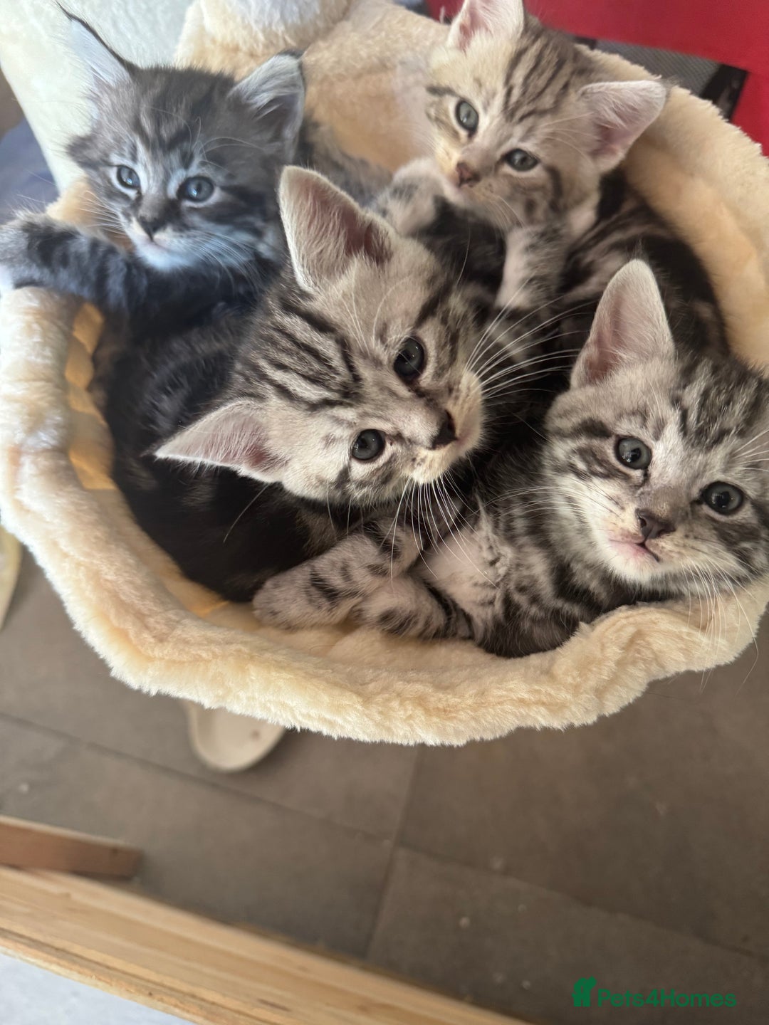 British Shorthair cats for sale: Gorgeous kittens - Image 1