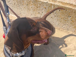 Miniature Dachshund dogs in Liverpool - Advert 3