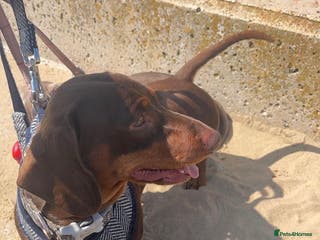 Miniature Dachshund dogs KC Miniature Dachshund (smooth coat ) for stud in Liverpool - Advert 12