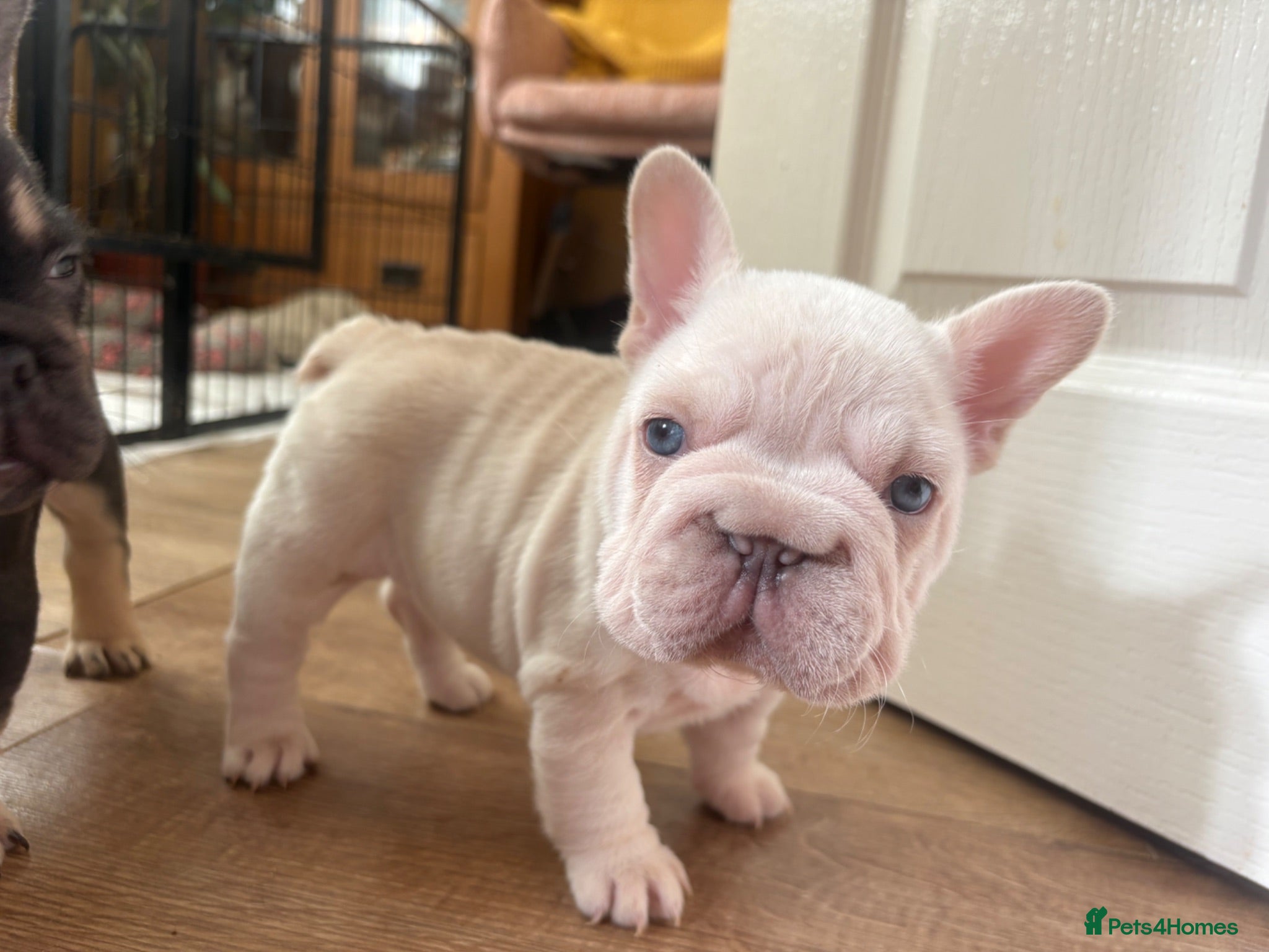 French Bulldog dogs French Bulldog Babies Ready Now - Advert 8