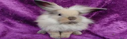 Mini Lion Lop rabbits for sale: Mini lion head lop  - Advert 6