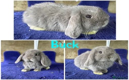 Mini Lop rabbits for sale: Pure breed mini lop  - Image 10