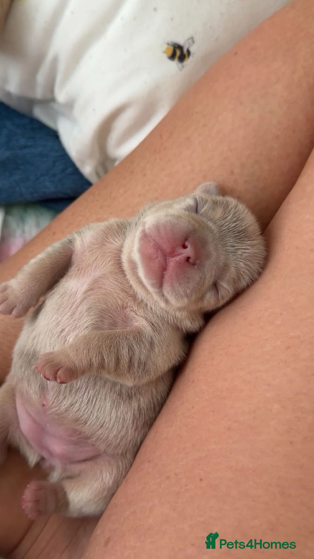 French Bulldog dogs for sale: Stunning KC registered Frenchies😍 4 male 1 female - Advert 18