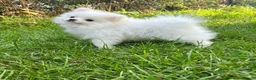 Pomeranian dogs for sale: Ready now small pomeranian puppies vaccinated in Mablethorpe - Advert 10