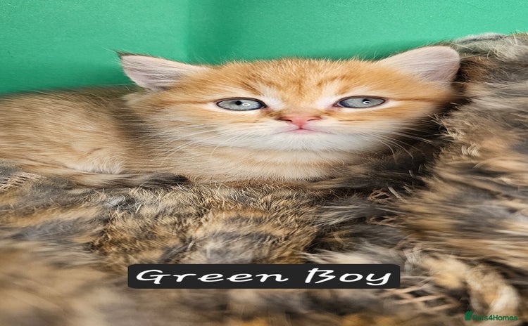 British Shorthair cats BSH GOLDEN KITTENS - Advert 1