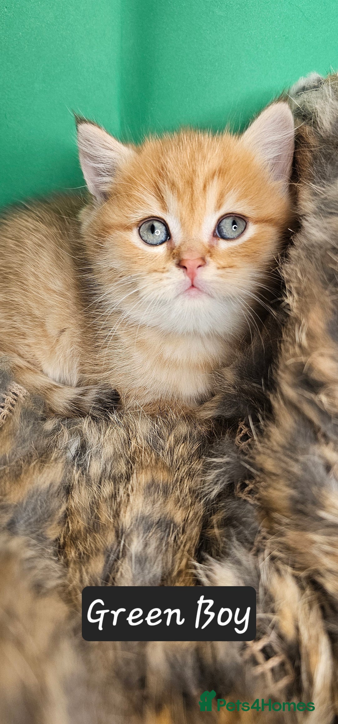 British Shorthair cats for sale: BSH GOLDEN KITTENS - Advert 1