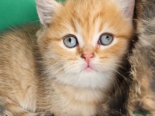 British Shorthair cats for sale: BSH GOLDEN KITTENS - Advert 2