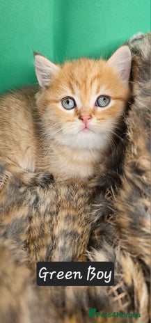 British Shorthair cats BSH GOLDEN KITTENS - Advert 1